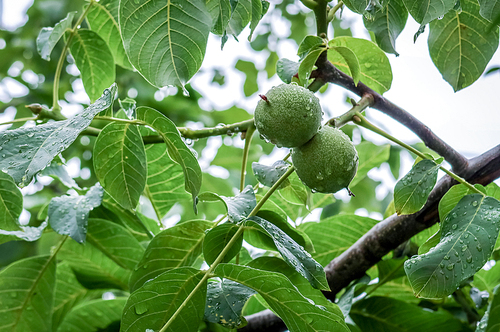 호두나무 열매
