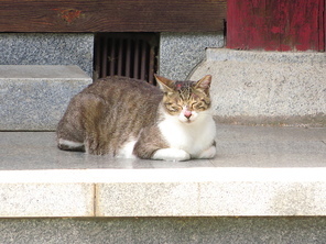 꾸벅꾸벅 졸고 있는 고양이