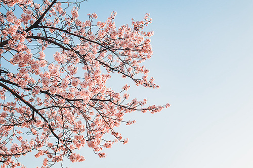 푸른 하늘 벚꽃 나무