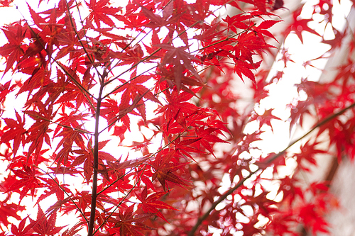 단풍나무가 있는 가을 감성사진
