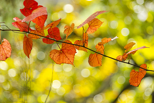 단풍나무가 있는 가을 감성 사진