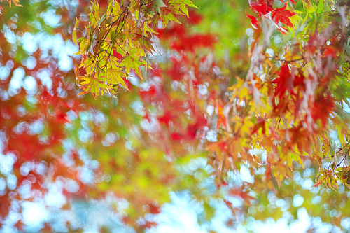 단풍나무가 있는 가을 감성 사진