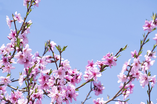 봄을 알리는 파란하늘과 복숭아꽃