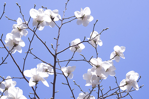 봄을 알리는 파란하늘과 목련꽃