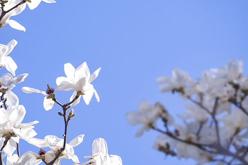 봄을 알리는 파란하늘과 목련꽃