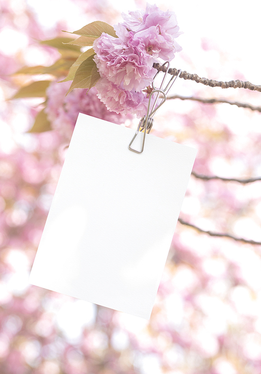 겹벚꽃 카드목업