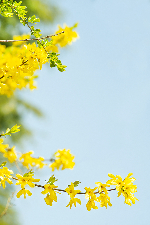 개나리와 파란하늘