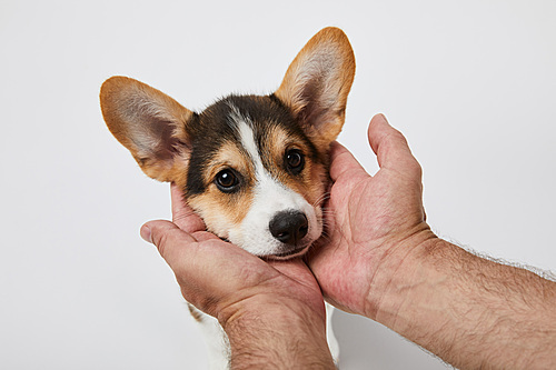 cropped view of man holding cute welsh corgi puppy muzzle on white background
