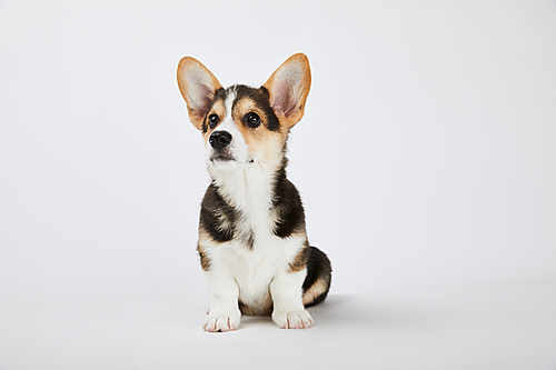 cute welsh corgi puppy sitting and looking away on white background