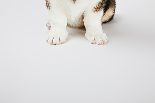 cute welsh corgi puppy paws on white background