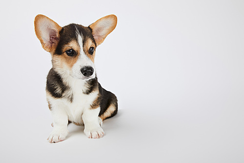 cute fluffy welsh corgi puppy looking away on white