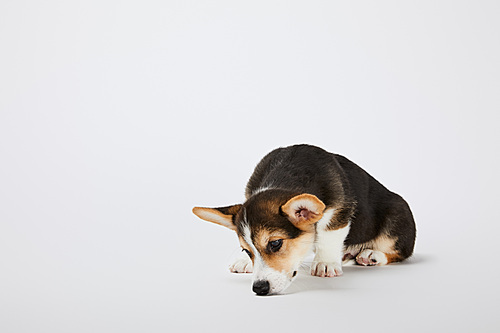cute sad welsh corgi puppy on white background