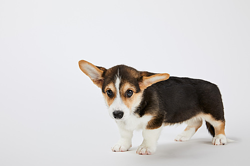 cute welsh corgi puppy  on white background