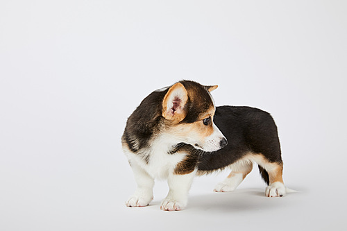 cute welsh corgi puppy looking away on white background