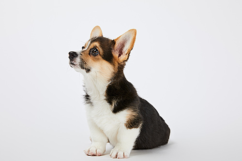 welsh corgi puppy looking away on white background
