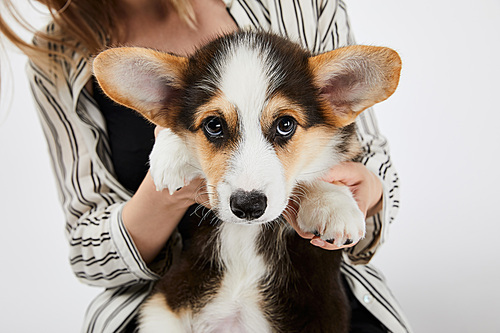 partial view of blonde girl holding cute welsh corgi puppy isolated on white
