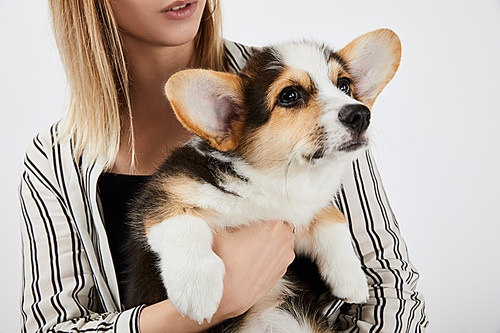 cropped view of blonde girl holding cute corgi puppy isolated on white