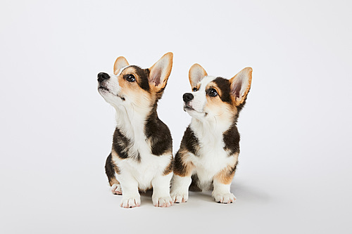 cute welsh corgi puppies looking away on white background