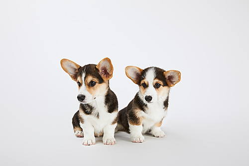 cute fluffy welsh corgi puppies on white background