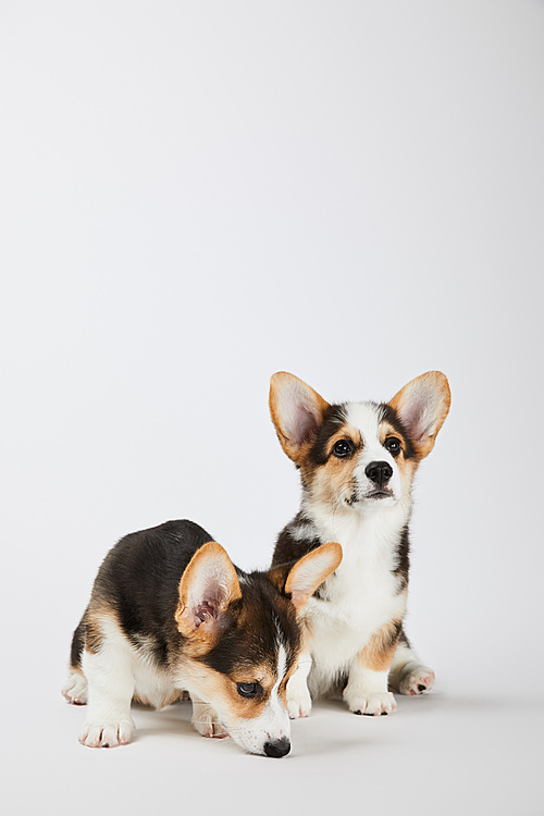 fluffy welsh corgi puppies on white background