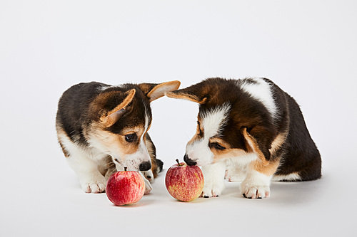 cute welsh corgi puppies with ripe apples on white background