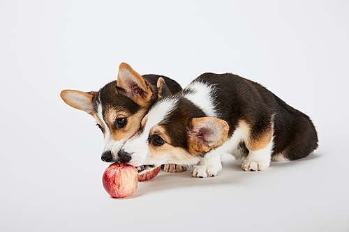 cute welsh corgi puppies playing with ripe apples on white background