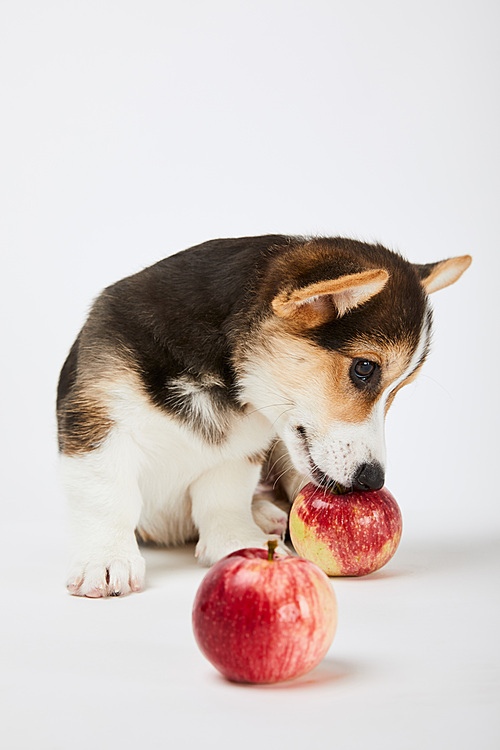 cute welsh corgi puppy with ripe apples on white background
