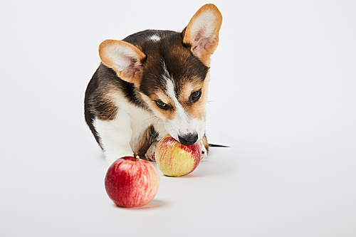 adorable welsh corgi puppy with ripe apples on white background