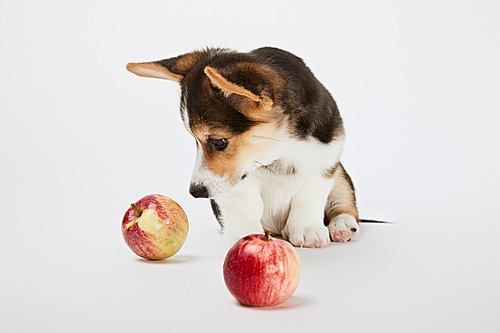 cute welsh corgi puppy looking at ripe apples on white background