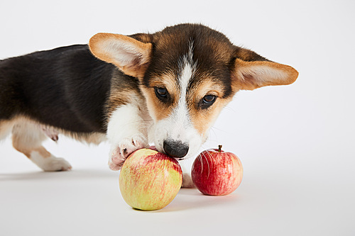 cute welsh corgi puppy touching ripe apples on white background
