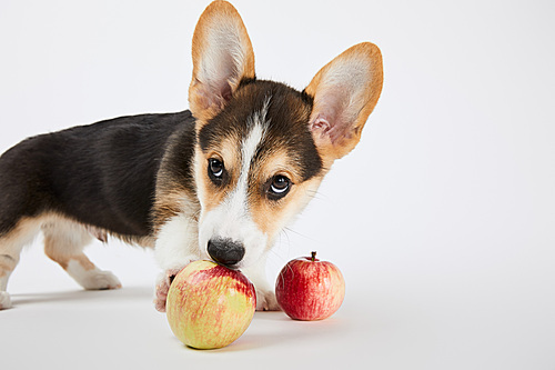 cute welsh corgi puppy with ripe delicious apples on white background