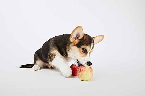 cute welsh corgi puppy playing with ripe apples on white background