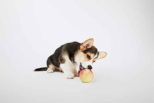 cute welsh corgi puppy with ripe apple on white background