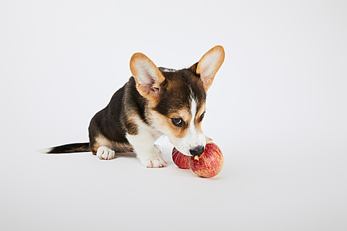 cute welsh corgi puppy with ripe red apples on white background