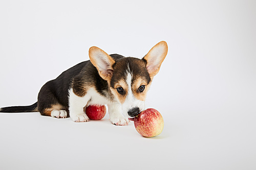 cute welsh corgi puppy with tasty apples on white background