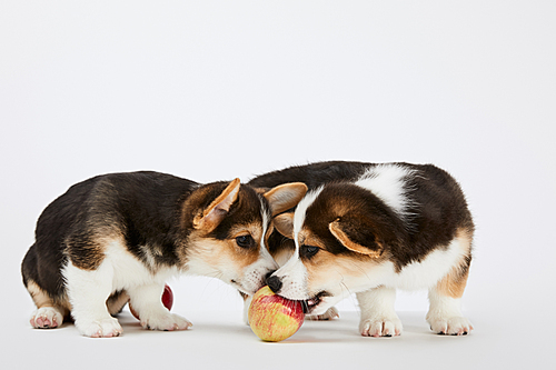 cute welsh corgi puppies with ripe tasty apple on white background