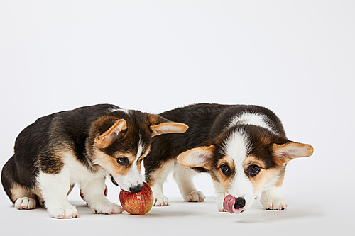 cute welsh corgi puppies with fresh tasty apple on white background