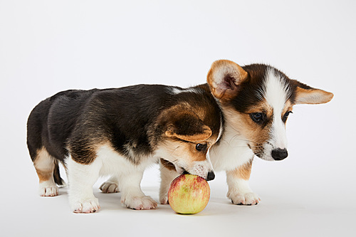cute welsh corgi puppies with tasty apple on white background