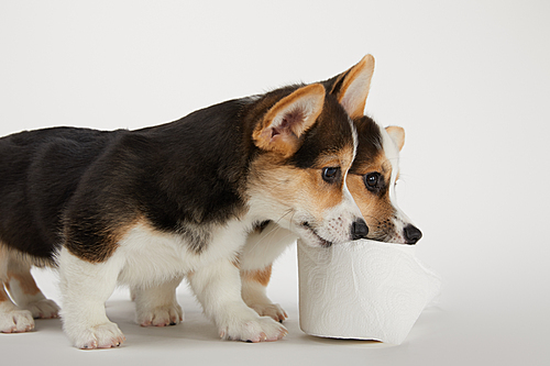 cute welsh corgi puppies with toilet paper on white background