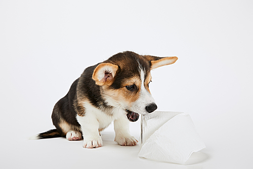 fluffy welsh corgi puppy playing with toilet paper on white background