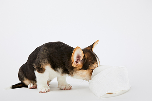 fluffy welsh corgi puppy playing with toilet paper on white background