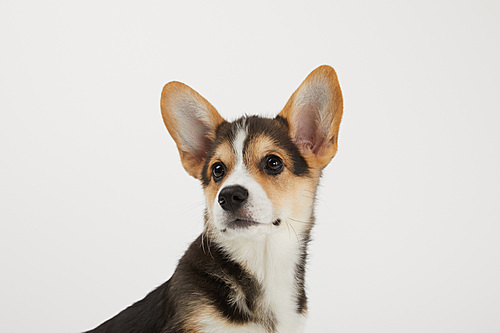 cute welsh corgi puppy looking away isolated on white