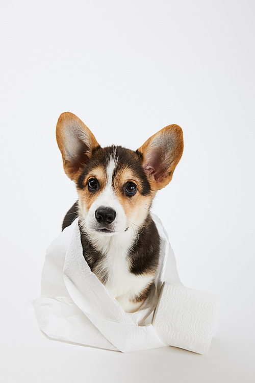 adorable welsh corgi puppy in toilet paper on white background