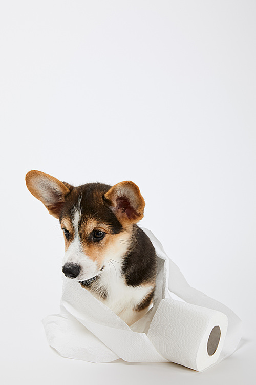 cute welsh corgi puppy in toilet paper on white background