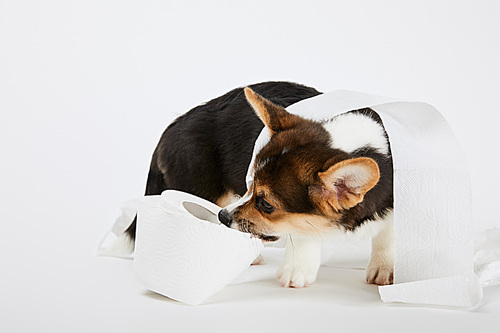 adorable welsh corgi puppy playing with toilet paper on white background