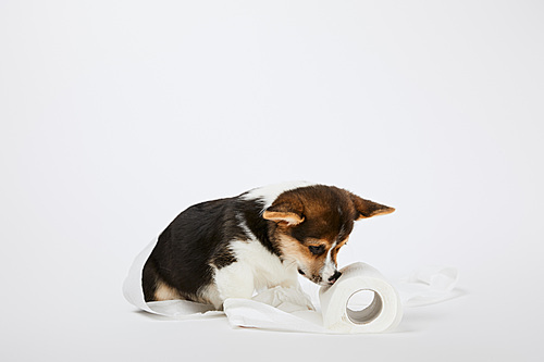 welsh corgi puppy playing with toilet paper on white background