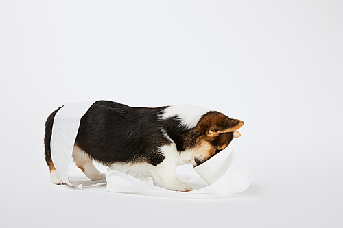 cute welsh corgi puppy playing with toilet paper on white background