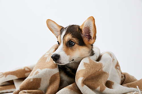 fluffy welsh corgi puppy in blanket looking away isolated on white