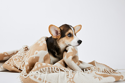 adorable welsh corgi puppy in blanket looking away isolated on white