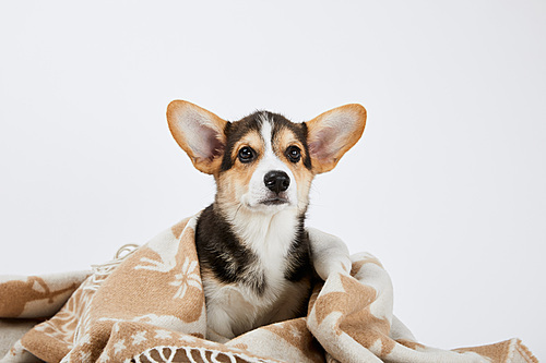 cute welsh corgi puppy in blanket isolated on white